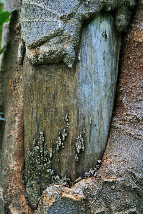 Tree Trunk With Stripped Bark Free Stock Photo Public Domain Pictures