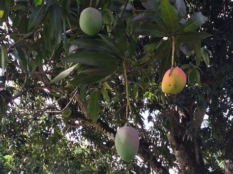 Its Time We Talk About The Dark Side Of Mango Season Health News Florida