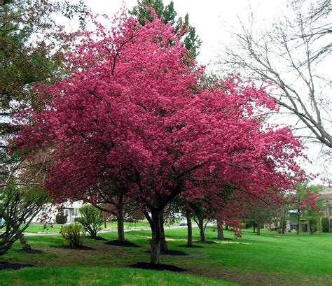 Dark Pink Flower Tree Jilebee Flickr