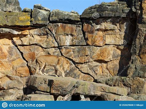 Male Lion On Rock Stock Photo Image Of Male Zoologischer 252629608