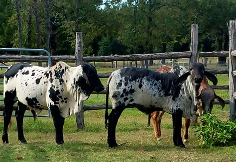 Love Those Ears Sardo Negro Brahman Bull Calf And Heifers At The Vhr