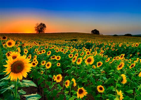 how to plant sunflowers effectively