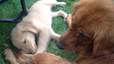 Golden Retriever Puppy Playing With His Moms Tail Moff Video