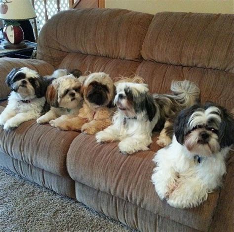 Shitzu Dogs Shih Tzu Puppy Shih Tzus Havanese Cute Puppies Dogs