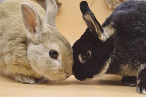 ㋡ Reproducción De Conejos ㋡ Cómo Se Reproducen Cuantas Crias Vídeos