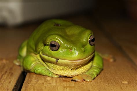 Typical Green Tree Frog In The Northern Territory Isnt He Just So Cute