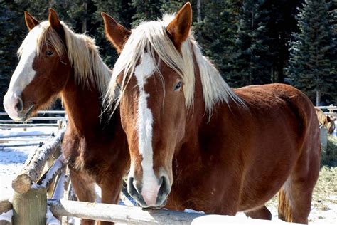 10 Fascinating Facts About The Giant Gentle Clydesdale Horses Horse