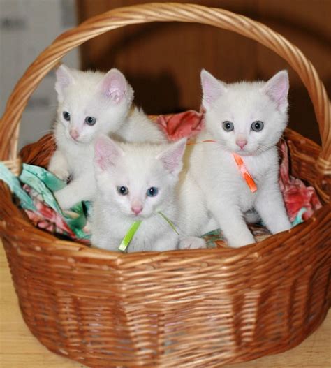 Cat breed profiles of more than 200 breeds. Khao Manee | Cat Breed Selector