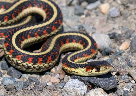 Garter Snake Habitat Diet And Facts Britannica