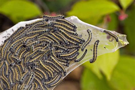 How To Get Rid Of Eastern Tent Caterpillars