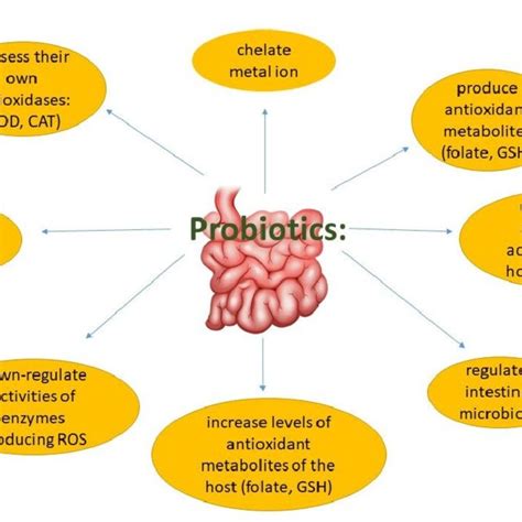 Pdf Role Of Gut Microbiota Probiotics And Prebiotics In The