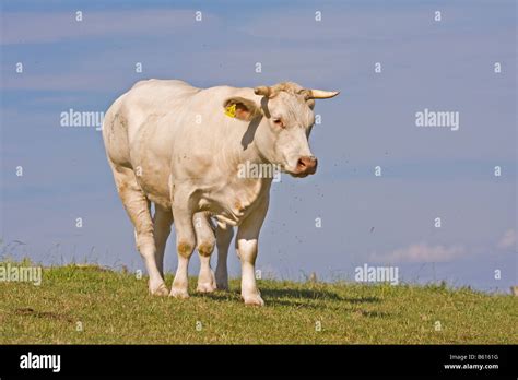 Bovini Charolais Hi Res Stock Photography And Images Alamy
