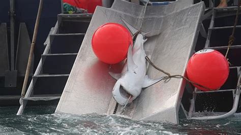 Activists Revive Hooked Shark Off Perth Us ‘shark
