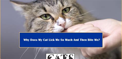 Why do cats lick human hair? Why Does My Cat Lick Me So Much And Then Bite Me? - CatsDom