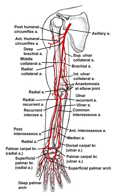Running behind the duct that allows urine to flow from the kidneys to the bladder (ureter) in its upper portion, this artery courses down the body with its corresponding vein in front of it.the artery branches at the rear (posterior) and front of the body and supplies blood to various muscle groups, bones, nerves, and organs in and around the pelvis. Flashcards - Shoulder and Arm Anatomy: Arteries - Axillary Artery Brachial Artery | StudyBlue
