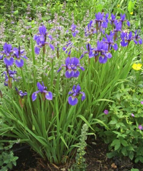 Algerian Iris Virtually Indestructible Likes Alkaline Soil Perennial