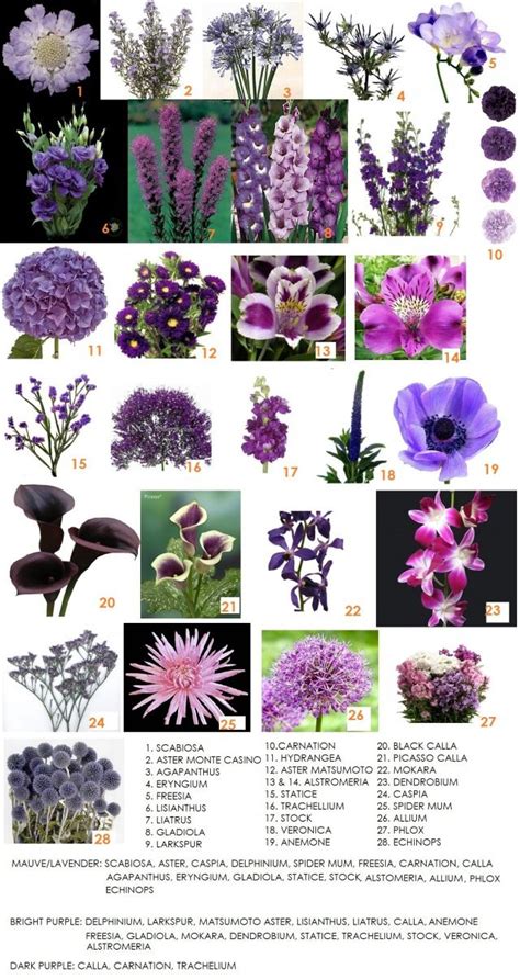 Purple Flower Names Starting With A