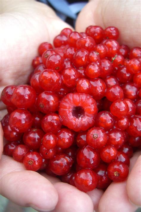 Common In French Dishes Currants Can Be A Delicious Substitute To