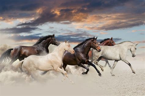 Horses Run In Desert Wild Horses Running Beautiful Arabian Horses