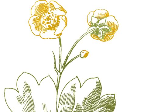 Buttercup Flower Drawing At Explore Collection Of