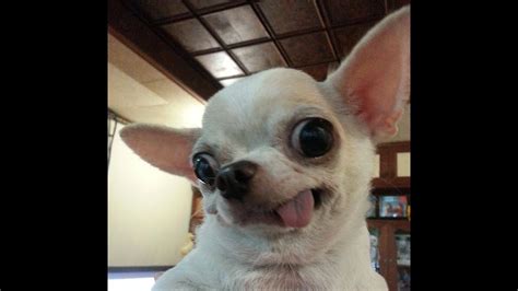 Top 20 Best Chihuahua Funny Face Pictures Youtube