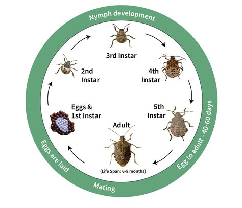 Stink Bug Life Cycle Diagram Brady Mabe