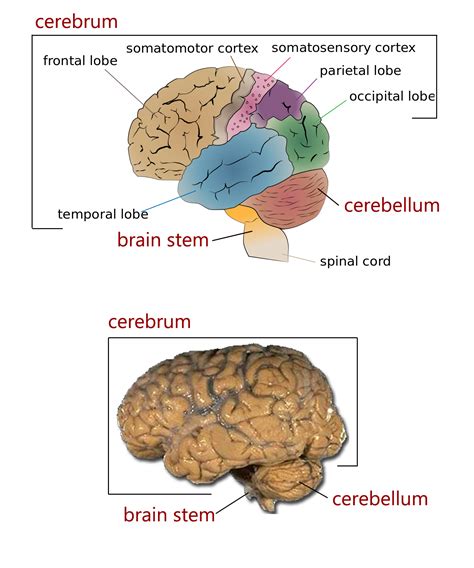 The Four Major Regions Of The Brain Human Anatomy And Physiology Lab