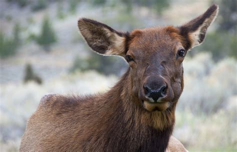 2 People Injured By Elk In Yellowstone This Week Gearjunkie