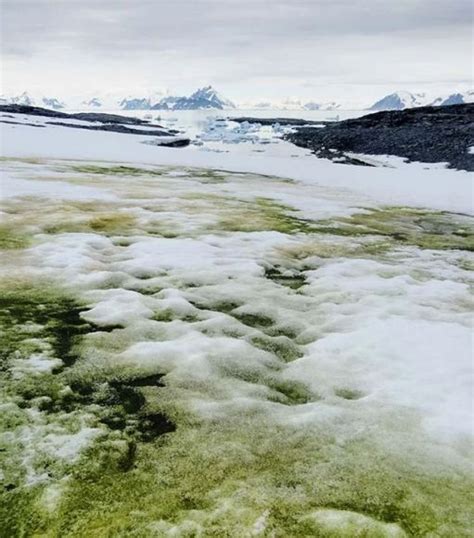 The Coast Of Antarctica Is Starting To Turn Green Universe Today
