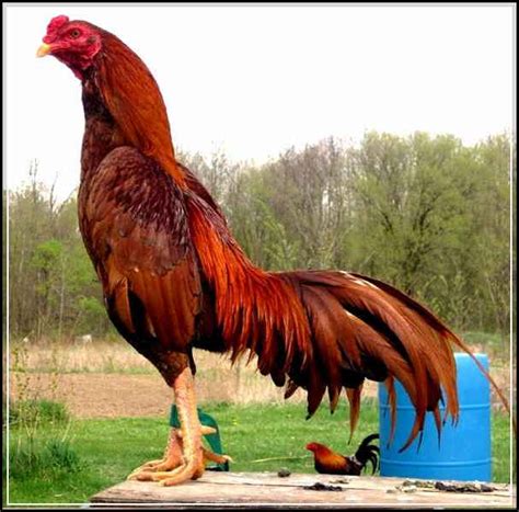 Gambar lucu kucing kepala ayam. Terbaru 16+ Gambar Lucu Ayam Bangkok - Richa Gambar