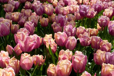 Buy Holland Beauty Bulbs Online Triumph Tulips