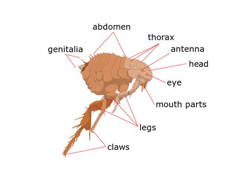 How To Get Rid Of Fleas In House Easy Guide