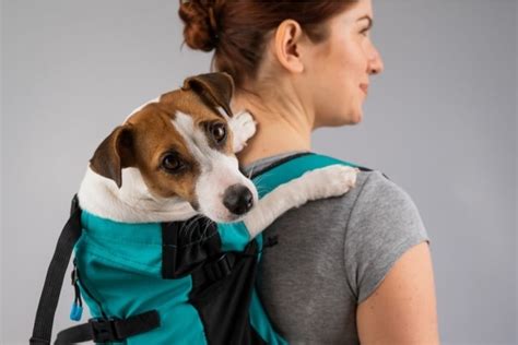 The Best Dog Backpack Carriers According To A Vet Pets Digest