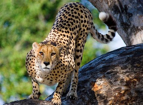 Where Do Cheetahs Live Worldatlas