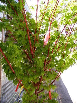 Although the tree blooms in. Coral Bark Japanese Maple | Tuin, Thuis