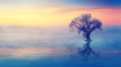 1920x1080 The Lonely Tree 1080p Laptop Full Hd Wallpaper Hd Nature 4k