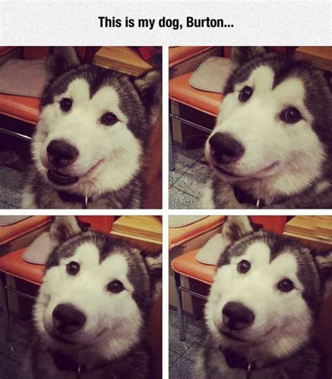 40 Pictures Of Cute And Funny Husky Facial Expressions