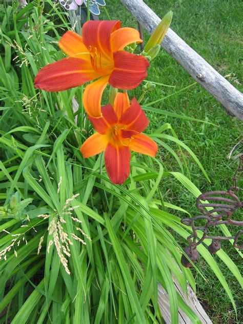 Orange Day Lily Day Lilies Plants Lily