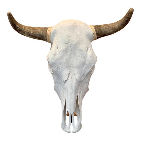 Real Steer Skull With Horns Etsy
