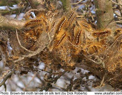 Brown Tail Moths Euproctis Chrysorrhoea UK Safari