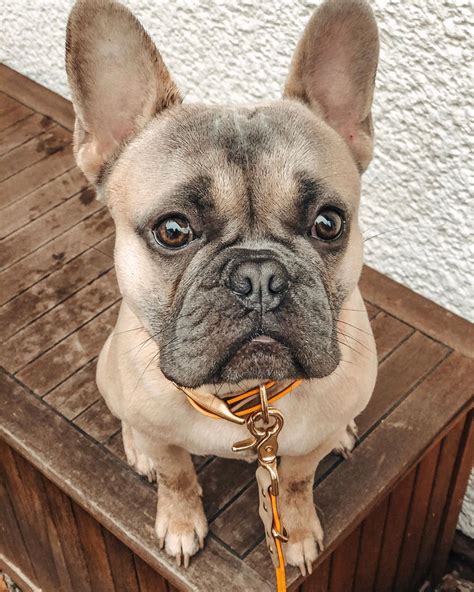 14 Facts About French Bulldogs That Will Make You Smile Petpress Vrogue