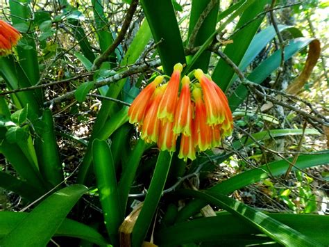 African Plants A Photo Guide Clivia Nobilis Lindl