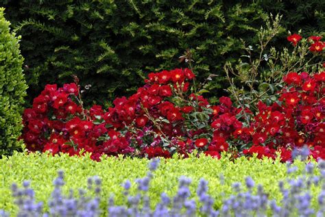 Flower Carpet® Red Groundcover Rose Monrovia Flower Carpet® Red