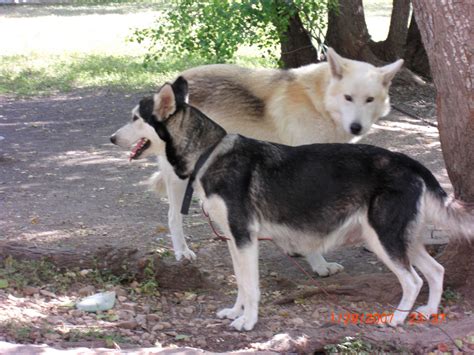 Wolf Puppies For Sale Wolf Hybrid Artictimber