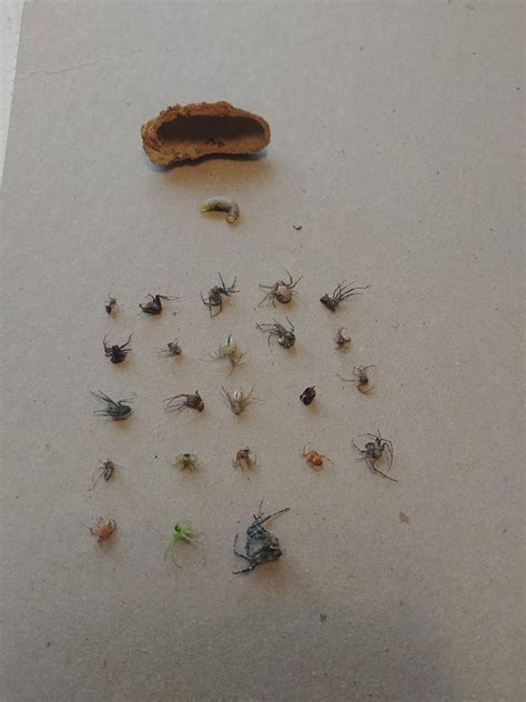 Mud Dauber Nest With 23 Spiders For Its Larva To Eat As It Grows R