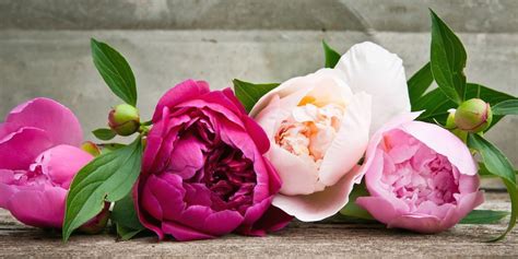 The History Of Peonies Central Square Floristcentral Square F