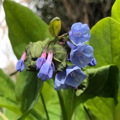 Our First Virginia Bluebells Now It Really Is Spring Virginia