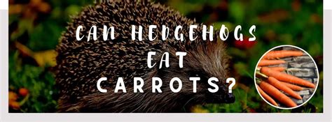 ᐅ Can Hedgehogs Eat Carrots? | Toxic or Healthy