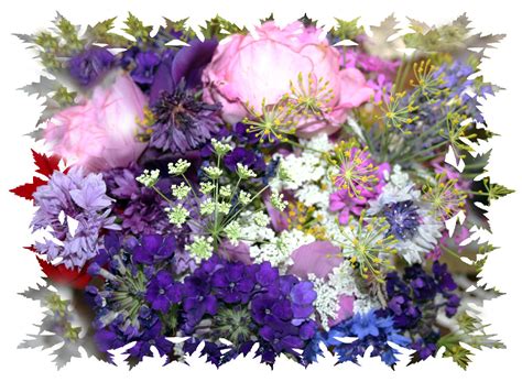 We did not find results for: Gartenblumen Foto & Bild | pflanzen, pilze & flechten ...