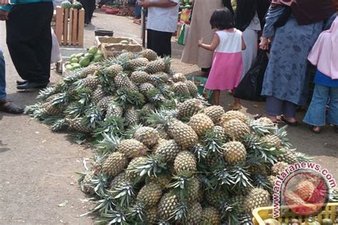 Jenis - Jenis Buah Nanas